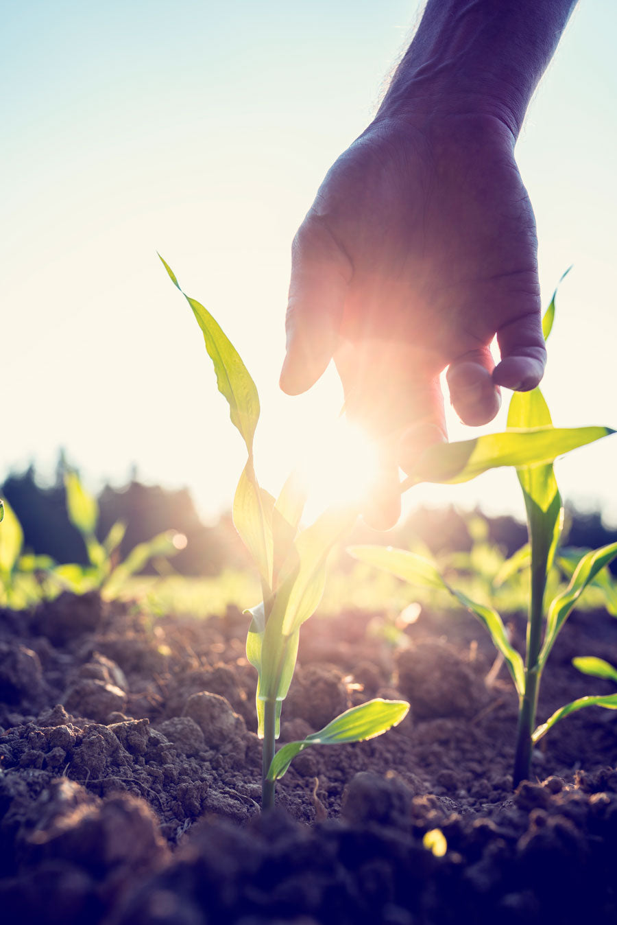 Voici 4 bonnes raisons pour manger Bio