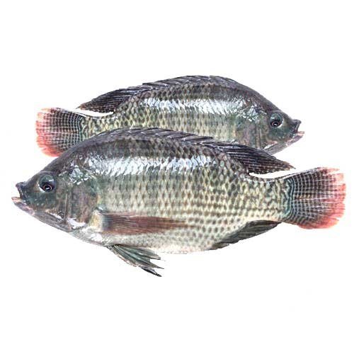 Tilapia -1kg