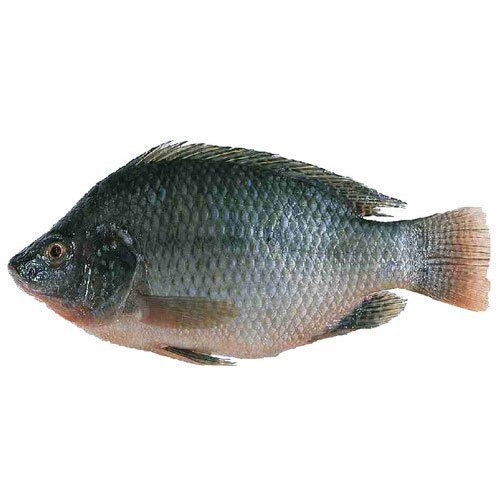 Tilapia -1kg