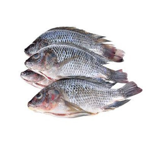 Tilapia -1kg